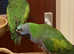 Stunning baby Darbyan parrot