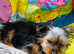 Yorkshire terrier pups