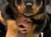 rottweiler puppys