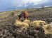 Welsh x cob brood mare