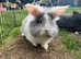 2 beautiful girl lion lops