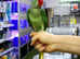 Baby Alexandrine parrots hand reared,18