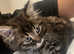 maine coon cross kitten