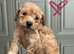 Poochon baby