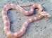 Various Corn snakes available