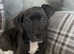 Lurcher/Cane corsa