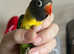 Hand reared baby parrots & birds