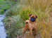 BEAUTIFUL RED SMOOTH ADULT MALE GRIFFON AVAILABLE