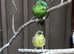 Gorgeous DNA'd pair of lineolated parakeets