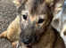 Agouti husky puppies 1 left