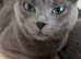 Russian Blue boy kitten