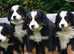 Bernese Mountain Dogs - adorable puppies / 2 last puppies