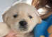 Fluffy Goldador puppies