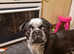 Pug x boston terrier