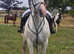 Seasoned hunter 16.3hh irish draught mistress