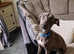 Male whippet 6 months old