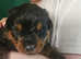 Rottweiler male pups left for sale