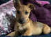 Jack russel x Jag terrier puppy