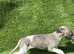 Whippet boy pup
