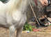 Cromello to make 14'2 native cob