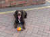 Working KC cocker spaniel