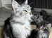 Beautiful Maine Coon kittens