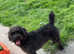 Patterdale x parson Russell