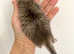 Silver Tabby  British Shorthair Female