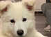 Stunning KC Registered White Swiss Shepherd Male Puppy