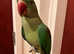 Beautiful talking baby alexandrine parrot