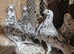 RARE COLOURED RACING PIGEONS