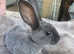 Beautiful baby mini rex bunnies