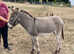 Super Irish quality donkey