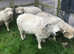 Greyface Dartmoor Registered Tups/Rams for sale