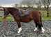 Welsh section C Mare for sale