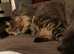 Maincoon Stud