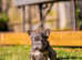 QUALITY Visual Fluffy, French Bulldogs