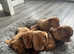 Pedigree Dogue De Bordeaux Puppies