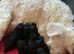 BEAUTIFUL BLACK MINIATURE SCHNAUZER PUPPIES KC REG
