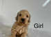 5 gorgeous cockapoo puppies