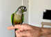 Super Tame Conure Pair