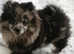 Pomeranian girl merl
