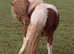 Miniature Shetland colt