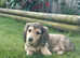 Shaded Cream Miniature Longhaired Dachshund Male