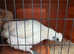 Beautiful Silkie Hen