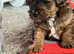 Shihpoo puppies two beautiful boys ready to go on may 4th