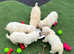 F1 goldondoodles 5 girls available