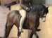 Lead rein/ first ridden pony