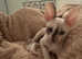 One Cute and sweet Cornish-Rex kitten