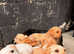 Kc registered working Labrador puppies